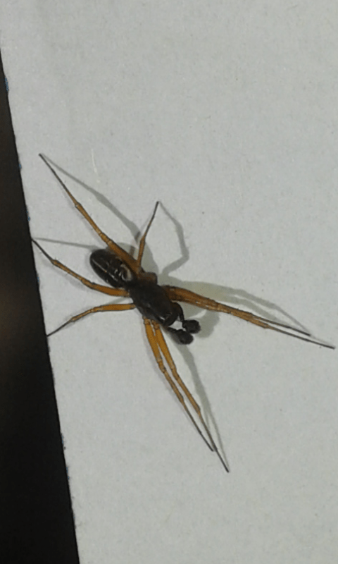 Linyphiidae: cfr. Neriene clathrata, maschio prov. PD